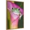 Amanti Art Australian Tree Frog in Flower Canvas Wall Art, 16x23 Framed 2 Amanti Art Australian Tree Frog in Flower Canvas Wall Art, 16x23 Framed -Amanti Art Shop GUEST 0cf71e0f c446 4fd8 802a a1a829c5f65c