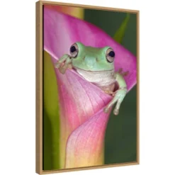 Amanti Art Australian Tree Frog in Flower Canvas Wall Art, 16x23 Framed