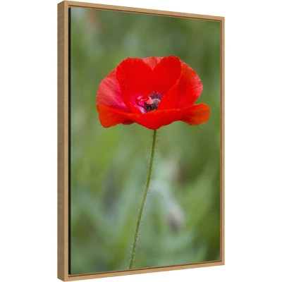 Amanti Art Red Poppy Flower Framed Canvas Wall Art by Richard & Susan Day - 16" x 23" 3 Amanti Art Red Poppy Flower Framed Canvas Wall Art by Richard & Susan Day - 16" x 23"