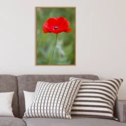 Amanti Art Red Poppy Flower Framed Canvas Wall Art by Richard & Susan Day - 16" x 23" 15 Amanti Art Red Poppy Flower Framed Canvas Wall Art by Richard & Susan Day - 16" x 23" -Amanti Art Shop GUEST 2b7c4a04 658c 4d62 b4e1 dfbfd50dc620