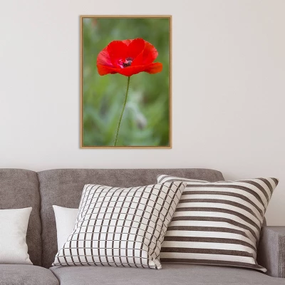 Amanti Art Red Poppy Flower Framed Canvas Wall Art by Richard & Susan Day - 16" x 23" 9 Amanti Art Red Poppy Flower Framed Canvas Wall Art by Richard & Susan Day - 16" x 23" - Image 7