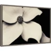 23" X 16" Dogwood Flower By Gary Horsfall Framed Canvas Wall Art - Amanti Art 1 23" X 16" Dogwood Flower By Gary Horsfall Framed Canvas Wall Art - Amanti Art -Amanti Art Shop GUEST 38258da6 1319 4d7d 8b84 7cc4525ba5e8