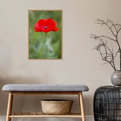 Amanti Art Red Poppy Flower Framed Canvas Wall Art by Richard & Susan Day - 16" x 23" 8 Amanti Art Red Poppy Flower Framed Canvas Wall Art by Richard & Susan Day - 16" x 23" - Image 6