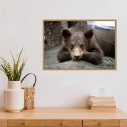Amanti Art Grizzly Bear Cub Lying Down Framed Canvas Wall Art - 23" x 16" -Amanti Art Shop GUEST 47b856ef f245 4ac1 9289 d820907a718a