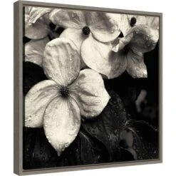 Amanti Art Dogwood Flower No. 3 by Gary Horsfall - 16" x 16" Framed Canvas Wall Art