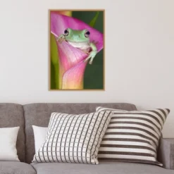 Amanti Art Australian Tree Frog in Flower Canvas Wall Art, 16x23 Framed -Amanti Art Shop GUEST 50a8fbc4 f4c7 4b3c 9e72 facc69901be6