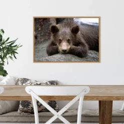 Amanti Art Grizzly Bear Cub Lying Down Framed Canvas Wall Art - 23" x 16" -Amanti Art Shop GUEST 5383fbb3 d3c0 4fee 9b68 b9d923435326