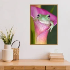 Amanti Art Australian Tree Frog in Flower Canvas Wall Art, 16x23 Framed -Amanti Art Shop GUEST 7048c41f e570 420c 8435 22ef8d246ae7