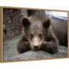 Amanti Art Grizzly Bear Cub Lying Down Framed Canvas Wall Art - 23" x 16" -Amanti Art Shop GUEST 70c48f43 47fb 4742 b57f 04c65430f73c
