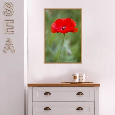 Amanti Art Red Poppy Flower Framed Canvas Wall Art by Richard & Susan Day - 16" x 23" 6 Amanti Art Red Poppy Flower Framed Canvas Wall Art by Richard & Susan Day - 16" x 23" - Image 4