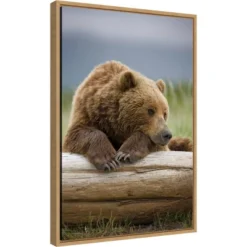 Amanti Art 16x23 Bear Resting on a Beached Log Framed Canvas Wall Art