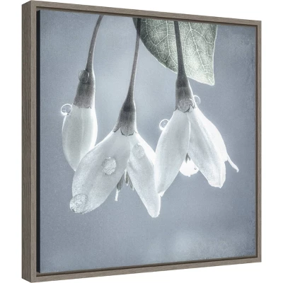 16" X 16" Japanese Snowbell Tree Blossoms By Jaynes Gallery Danita Delimont Framed Canvas Wall Art - Amanti Art 3 16" X 16" Japanese Snowbell Tree Blossoms By Jaynes Gallery Danita Delimont Framed Canvas Wall Art - Amanti Art
