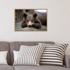 Amanti Art Grizzly Bear Cub Lying Down Framed Canvas Wall Art - 23" x 16" -Amanti Art Shop GUEST d31e8c41 ed1a 4fa1 8f55 0033e7af5bd6