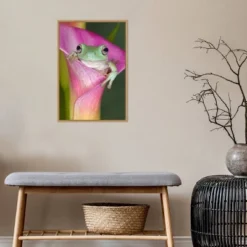 Amanti Art Australian Tree Frog in Flower Canvas Wall Art, 16x23 Framed -Amanti Art Shop GUEST d7484cf4 8fa0 4e58 ba1c c7462716dd68