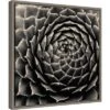 Amanti Art 16" x 16" Succulent by Gary Horsfall Framed Canvas Wall Art -Amanti Art Shop GUEST f41940ea 23aa 4192 9d34 329ee0e234a4