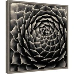Amanti Art 16" x 16" Succulent by Gary Horsfall Framed Canvas Wall Art